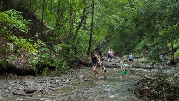 A family and other hikers wade through a shallow, rocky creek bed inside a lush, green forested gorge with steep banks and dense summer foliage.