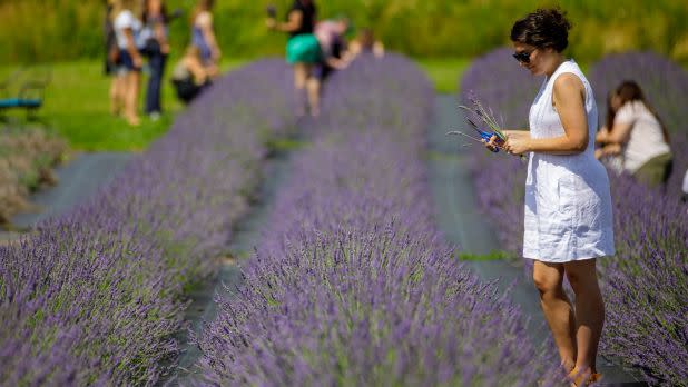 Lavender Festival