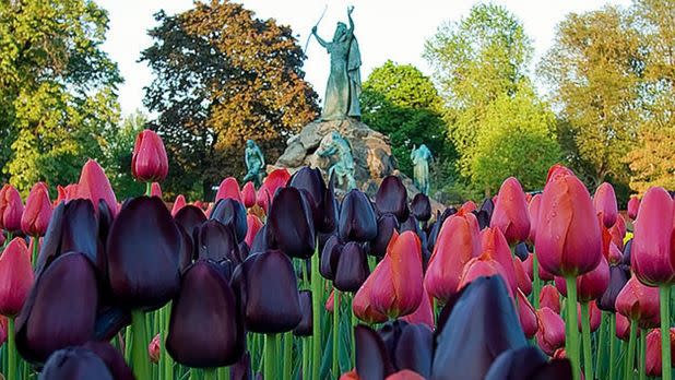 Tulips with monument in background