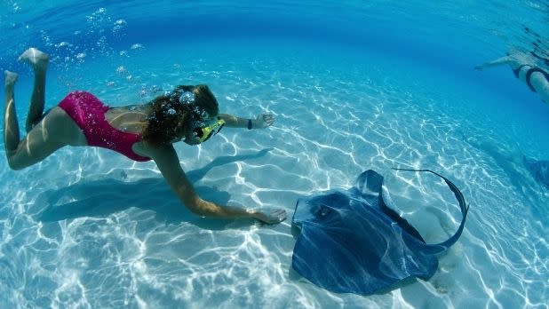 A girl swims near a stingray