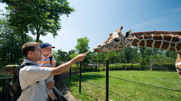 A father and son feeding a giraffe at the Buffalo Zoo on a sunny day