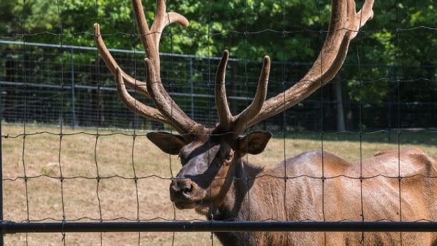 A Moose at New York State Zoo at Thompson Park