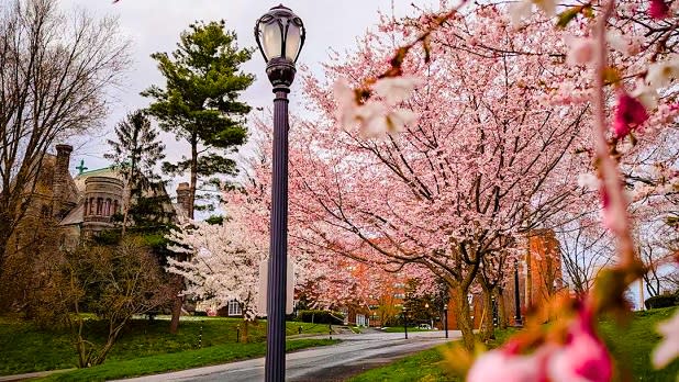 A lamp post stands in the middle of light pink cherry blossoms and green trees along the street