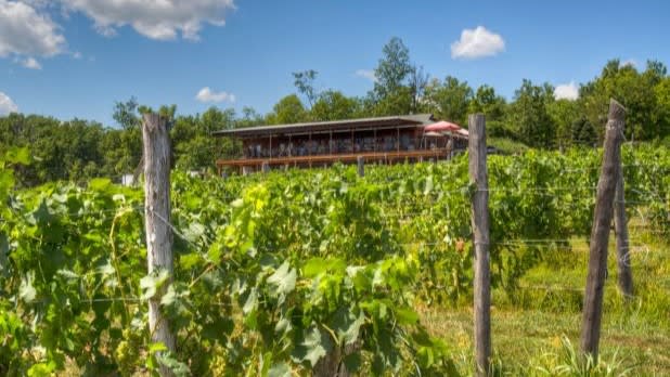 The tasting room at Robibero Vineyard looking out over sprawling green grape vines