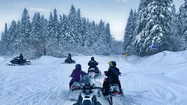 Snowmobiles driving through pine trees covered in heavy snow