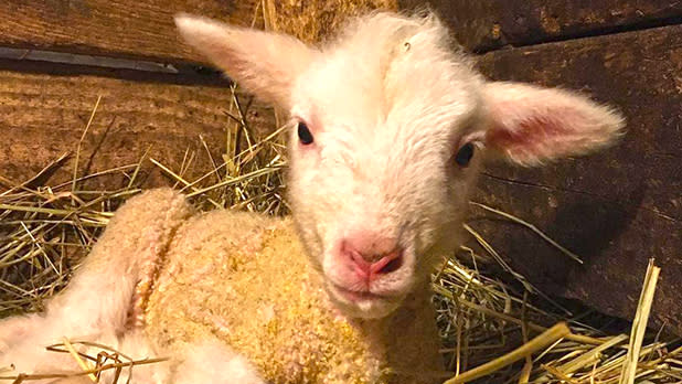 Lamb at Apple Pond Farms; Photo Credit: @applepondfarm on Instagram