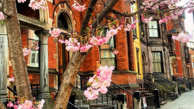 brick rowhouses with flowering trees in Albany's Center Square