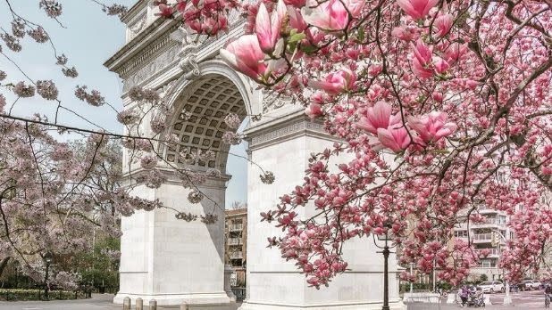 Washington Square Park arch in front of pink cherry blossoms