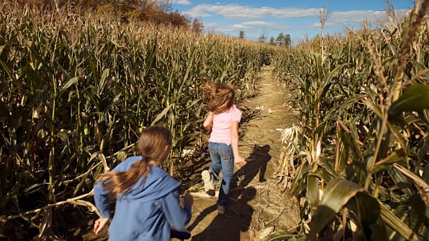 Becker Farms corn maze
