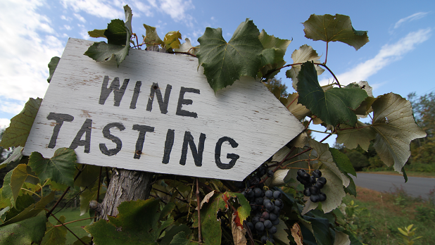 A white sign with black letters that say "Wine Tasting" hangs ongrape vines