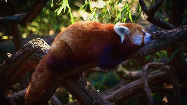A red Panda lays on a tree branch