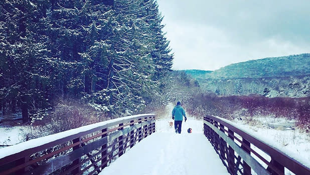 A person walking with dogs in Allegany State Park