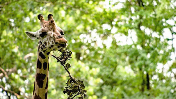 A giraffe eating leaves