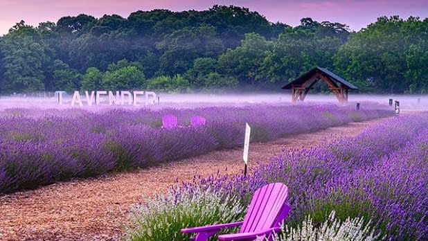 A purple Adirondack chair looks out into a field of bright purple lavender in front of a sign that says "Lavender" and a pavilion are in the background.