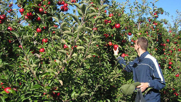 A man picks a red apple off a tree at Apple Hills