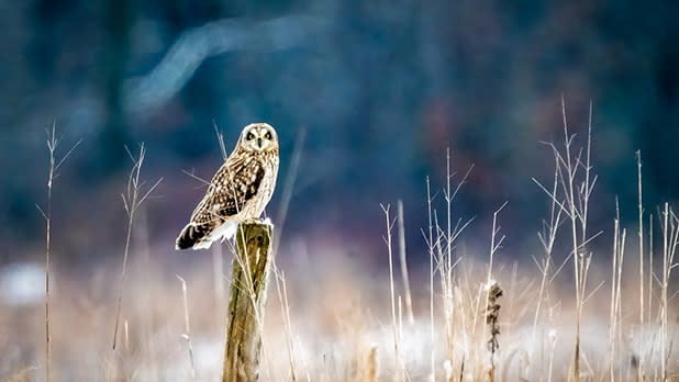 A short ear owl stands on a wooden post in the middle of a field in the Hudson Valley