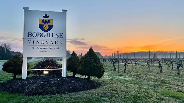 The sun sets on the grape vines at Borghese Vineyard on Long Island's North Fork