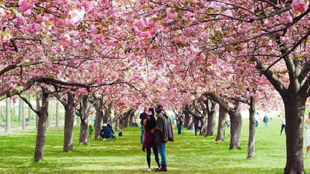 A couple standing in the middle of a rows of pink cherry blossoms