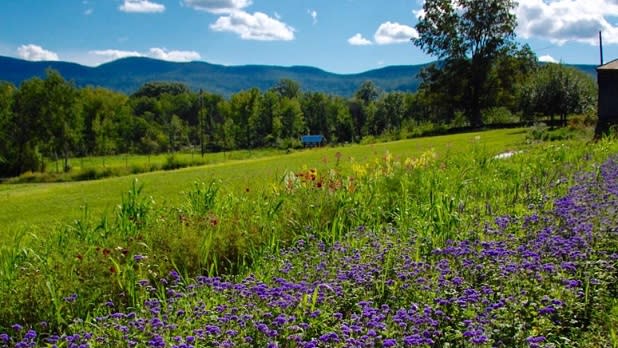 Yellow and purple wildflowers in a bright green field of vegetation with a backdrop of the Catskill Mountains