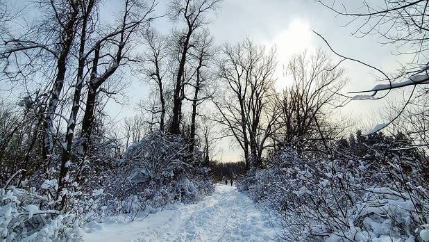 A snowy trail and bare trees at Reinstein Woods Nature Preserve in winter