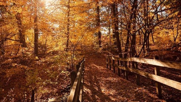 A bridge leading into a forest of orange foliage at the Albany Pine Bush Preserve