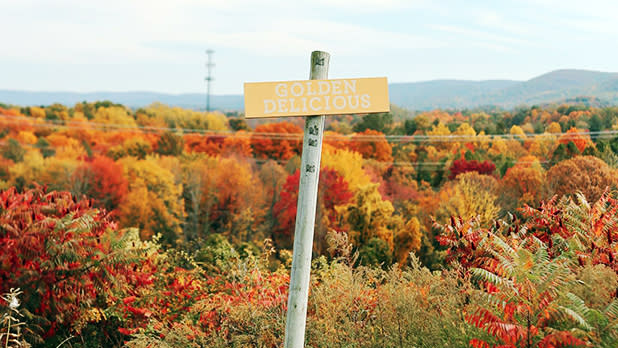 A yellow sign reads "Golden Delicious" in white text with fall foliage in the background at Fishkill Farms