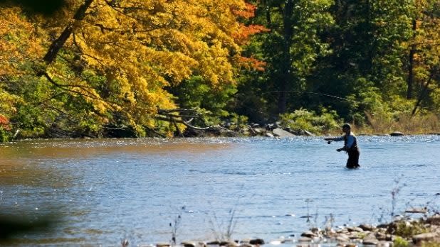 A man fly fishes in fall in the Catskills