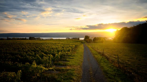 Vineyard view at sunset