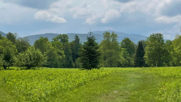 Scenic field against mountain backdrop