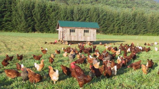 Chickens in a field in front of a farm