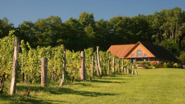 View of a vineyard with a house in the background