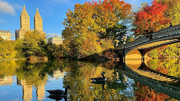 Two geese swim along the water at Central Park near the Bow Bridge as leaves turn colors in the fall