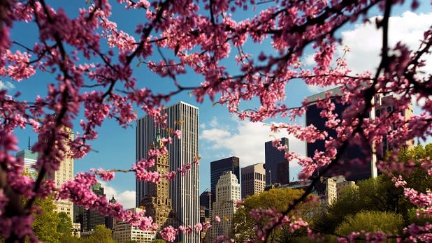 Bright pink cherry blossoms in Central Park frame green trees and skyscrapers in New York City