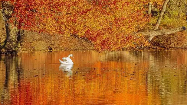 A tree in vibrant foliage hangs over the main pond at Connetquot River State Park as a swan swims by