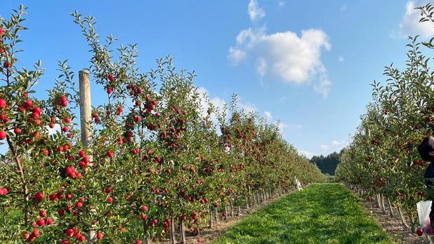 Row of apple trees filled with red apples at Beak & Skiff