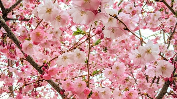 Various shades of pink cherry blossoms fill the tree branches