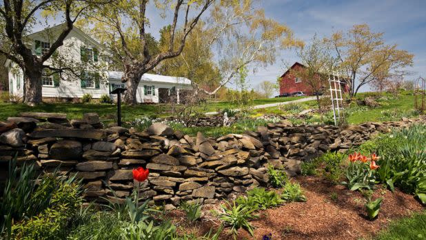 Green plants sprout in front of a stone wall with a white house and red shed in the background