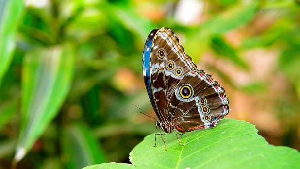 Joseph L. Popp, Jr Butterfly Conservatory 654