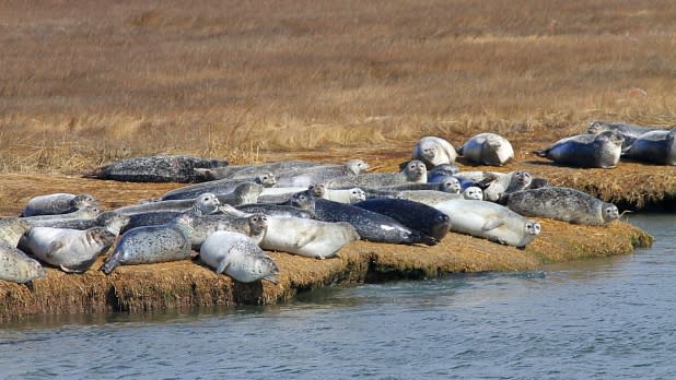 Seals on a harbor cruise