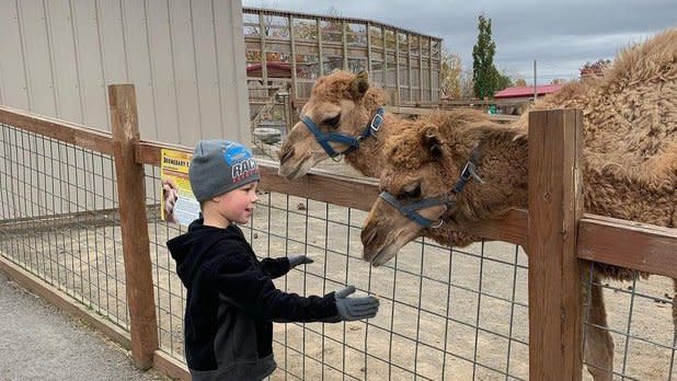 A little boy feeds two camels at Animal Adventure Park in Harpursville, NY