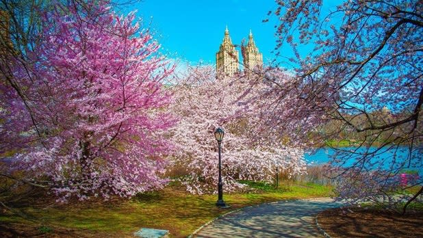 Pink cherry blossoms at Central Park