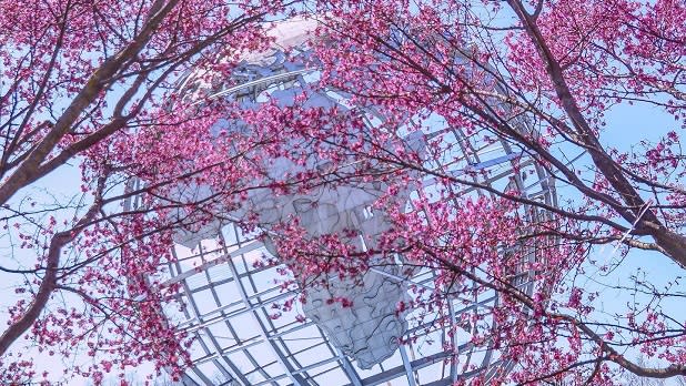 Dark pink cherry blossoms surround the Unisphere at flushing meadows corona park