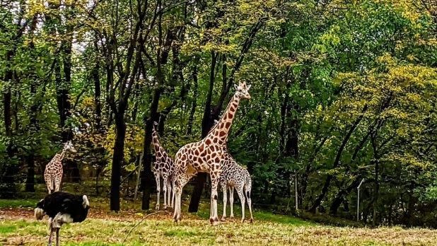 giraffes in a field at the Bronx Zoo