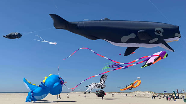 A whale kite flies in the sky during Go Fly a Kite Over Babylon