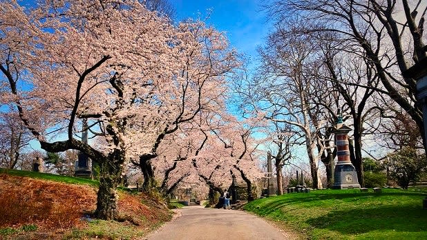 Bright pink cherry blossoms bloom along a path surrounded by green grass