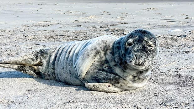A seal lays on the sandy beach on Long Island