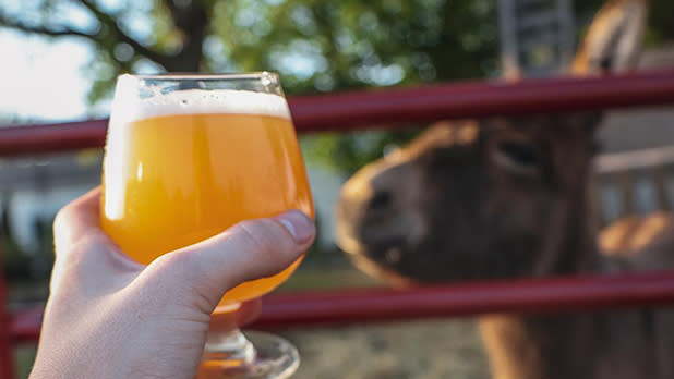 A person raises a glass of beer as a donkey looks on in the background at Heritage Hill Brewhouse