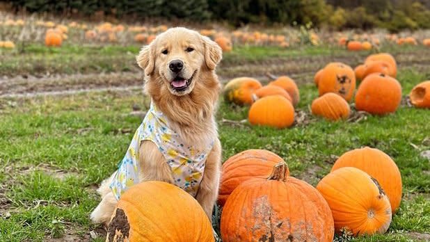 A golden retriever sits happily in a pumpkin patch