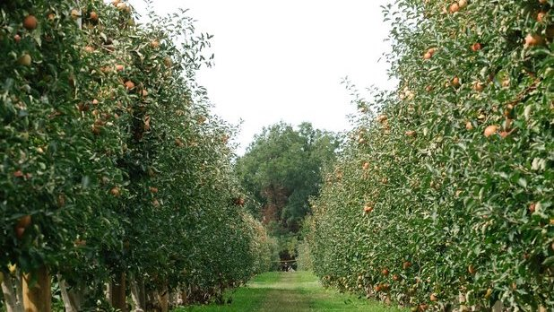 view looking down along row of apple trees with apples at an orchard