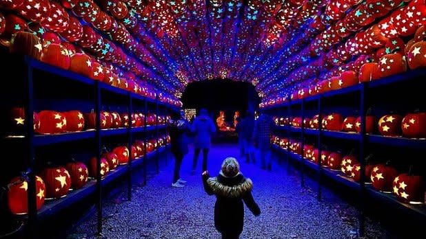 a small child walks through tunnel of glowing jack o' lanterns night